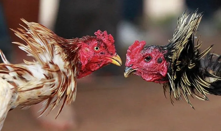 Đá Gà KU68: Hành Trình Từ Đam Mê Đến Thành Công! 2 Chiến thuật chơi đá gà hiệu quả tại KU68