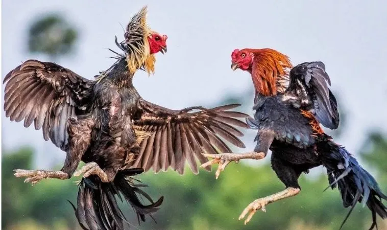 Đá Gà KU68: Hành Trình Từ Đam Mê Đến Thành Công! 1 Trận cá cược đá gà trực tuyến hấp dẫn tại KU68